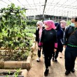 Ketua Dewan Rempah Sumut Nawal Lubis menghadiri penanaman 1.200 Pohon Andaliman di Kawasan Pertanian Organik Taman Simalem Resort, Bukit Merek, Kabupaten Karo, Sabtu (15/1/2022