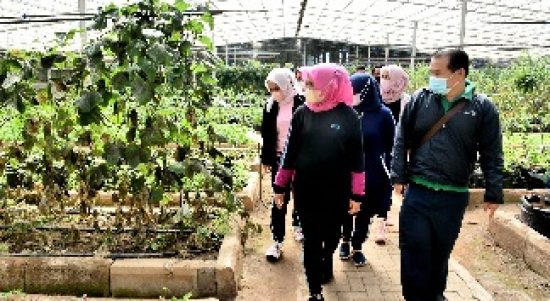 Ketua Dewan Rempah Sumut Nawal Lubis menghadiri penanaman 1.200 Pohon Andaliman di Kawasan Pertanian Organik Taman Simalem Resort, Bukit Merek, Kabupaten Karo, Sabtu (15/1/2022