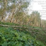 Pohon karet yang tumbang menimpa kabel HUTM PLN akibat hujan dan angin kencang kemarin.