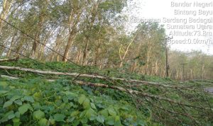 Pohon karet yang tumbang menimpa kabel HUTM PLN akibat hujan dan angin kencang kemarin.