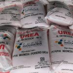 Tumpukan pupuk urea bersubsidi