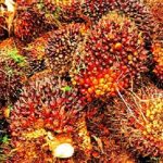 Tandan buah segar (TBS) kelapa sawit milik petani di Kabupaten Padanglawas saat dikumpulkan untuk diangkut ke PKS di Kecamatan Hutaraja Tinggi.