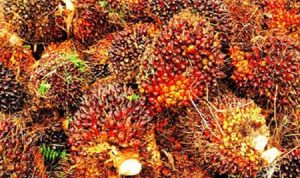 Tandan buah segar (TBS) kelapa sawit milik petani di Kabupaten Padanglawas saat dikumpulkan untuk diangkut ke PKS di Kecamatan Hutaraja Tinggi.