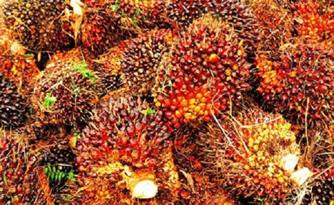 Tandan buah segar (TBS) kelapa sawit milik petani di Kabupaten Padanglawas saat dikumpulkan untuk diangkut ke PKS di Kecamatan Hutaraja Tinggi.