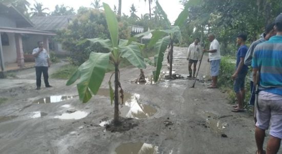 Bentuk kekesalan,warga menanami badan jalan yang rusak di Jalan Lintas Timur yang menghubungkan Sergai-Deli Serdang.