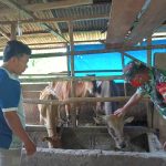 Dandim 0212/Tapsel, Letkol. Inf. Rooy Chandra Sihombing, S.I.P saat berada di lokasi peternakan sapi warga dalam kaitan pemeriksaan sapi warga.