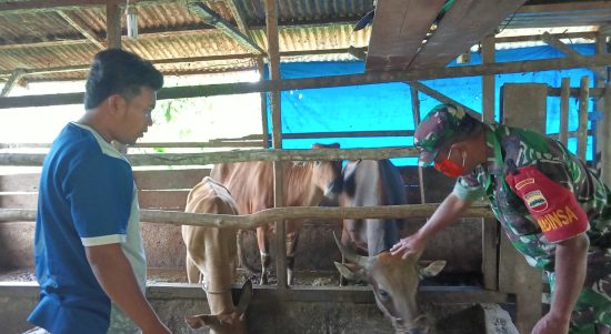 Dandim 0212/Tapsel, Letkol. Inf. Rooy Chandra Sihombing, S.I.P saat berada di lokasi peternakan sapi warga dalam kaitan pemeriksaan sapi warga.
