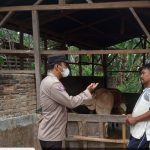 Aipda Hendra saat menyambangi kandang ternak milik warga terkait merebaknya PMK terhadap ternak.