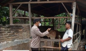 Aipda Hendra saat menyambangi kandang ternak milik warga terkait merebaknya PMK terhadap ternak.