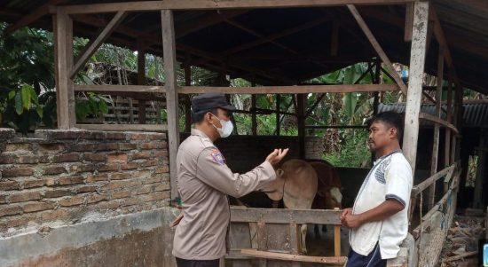 Aipda Hendra saat menyambangi kandang ternak milik warga terkait merebaknya PMK terhadap ternak.