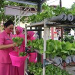 Ketua Bhayangkari Daerah Sumatera Utara Ny. Rita Panca Putra Simanjuntak,tampak memetik sayuran di Pekarangan Pangan Lestari (P2L) taman Bhayangkari Polres Sergai.