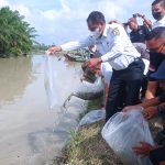 Bupati Sergai Darma Wijaya bersama Ketua PWI Sergai Edi Saputra (pakai topi) melakukan penebaran bibit ikan, dan labi-labi di Sungai Sei Belutu Kecamatan Tanjung Beringin.
