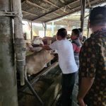 Bupati Sergai H. Darma Wijaya (kaos putih) secara langsung melakukan pemeriksaan hewan kurban, Kamis (7/7/2022) di peternakan milik Babe Aan Desa Pematang  Sijonam Kecamatan Perbaungan.