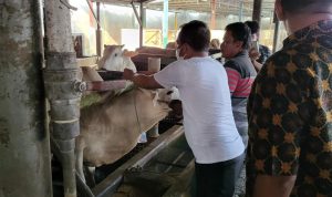 Bupati Sergai H. Darma Wijaya (kaos putih) secara langsung melakukan pemeriksaan hewan kurban, Kamis (7/7/2022) di peternakan milik Babe Aan Desa Pematang  Sijonam Kecamatan Perbaungan.