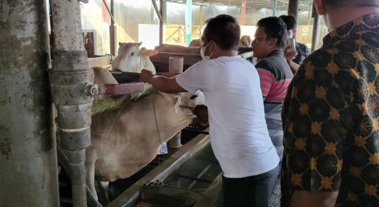 Bupati Sergai H. Darma Wijaya (kaos putih) secara langsung melakukan pemeriksaan hewan kurban, Kamis (7/7/2022) di peternakan milik Babe Aan Desa Pematang  Sijonam Kecamatan Perbaungan.