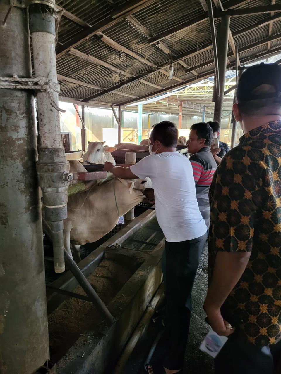 Bupati Sergai H. Darma Wijaya (kaos putih) secara langsung melakukan pemeriksaan hewan kurban, Kamis (7/7/2022) di peternakan milik Babe Aan Desa Pematang  Sijonam Kecamatan Perbaungan.