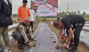 Gubernur Sumatera Utara (Sumut) Edy Rahmayadi melaksanakan penanaman bibit cabai merah di lahan pertanian Dinas Pertanian, Jalan Sudirman, Kecamatan Sibuhuan, Kabupaten Padang Lawas, Jumat (14/10/2022). Diawali dengan olahraga jalan pagi bersama Plt Bupati Padang Lawas Ahmad Zarwani Pasaribu sejauh 7 kilometer mendapat antusias masyarakat sepanjang jalan yang dilalui.