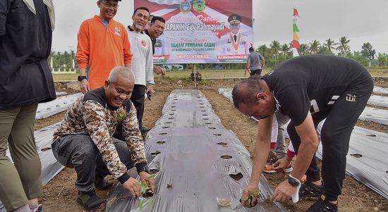 Gubernur Sumatera Utara (Sumut) Edy Rahmayadi melaksanakan penanaman bibit cabai merah di lahan pertanian Dinas Pertanian, Jalan Sudirman, Kecamatan Sibuhuan, Kabupaten Padang Lawas, Jumat (14/10/2022). Diawali dengan olahraga jalan pagi bersama Plt Bupati Padang Lawas Ahmad Zarwani Pasaribu sejauh 7 kilometer mendapat antusias masyarakat sepanjang jalan yang dilalui.